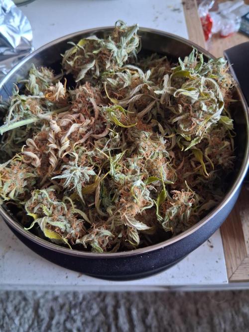 godfeather og f1 auto. Week 9