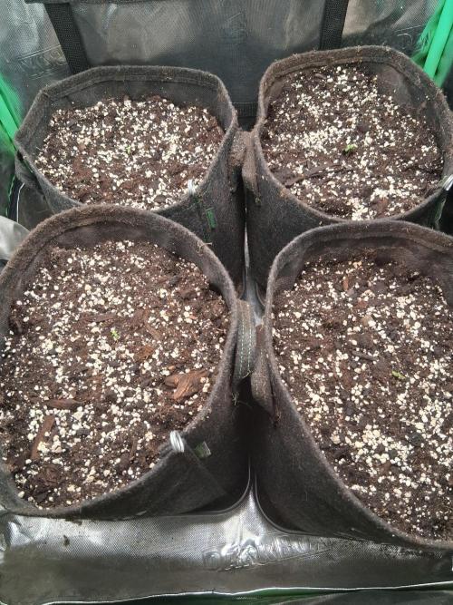 my sun of a peach. Week 0
