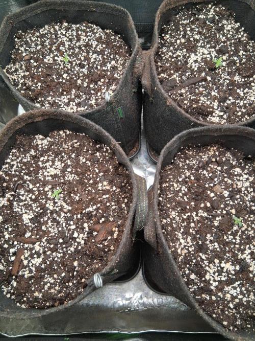 my sun of a peach. Week 0