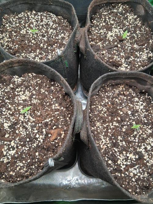 my sun of a peach. Week 0