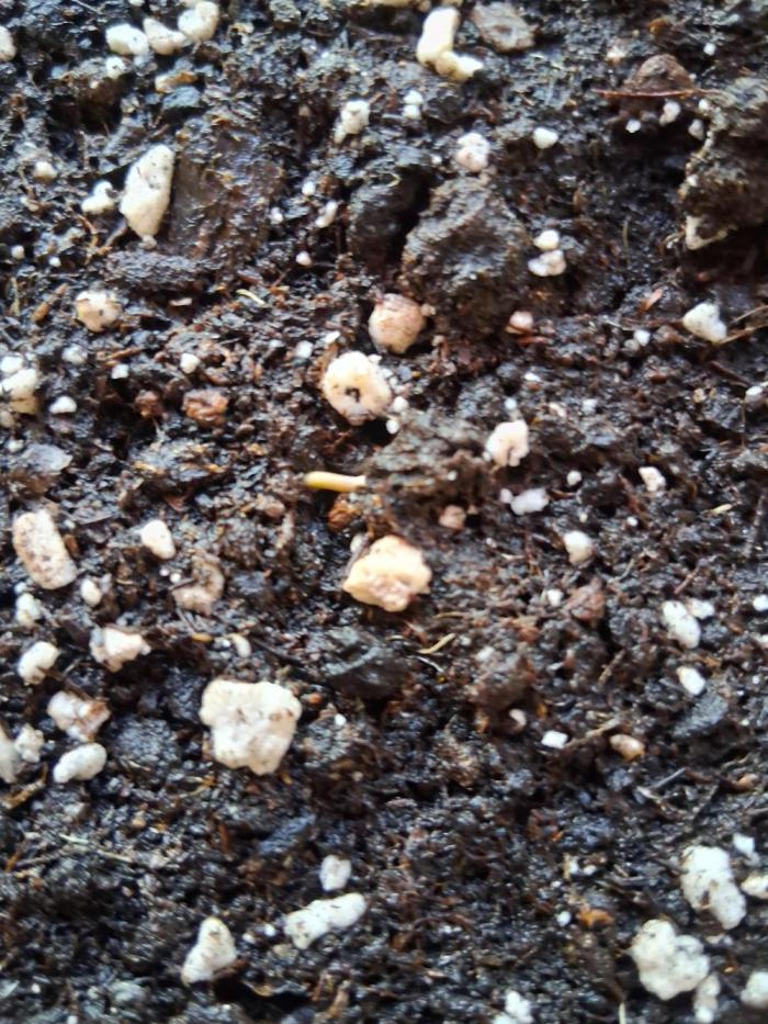 wurlz outdoor. Week 0