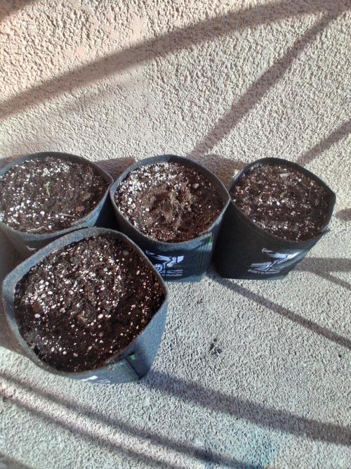 wurlz outdoor. Week 1