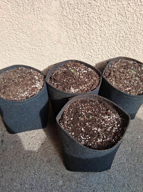 wurlz outdoor. Week 1