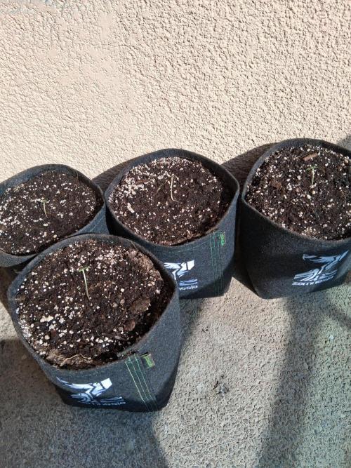 wurlz outdoor. Week 1