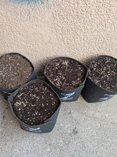 wurlz outdoor. Week 1