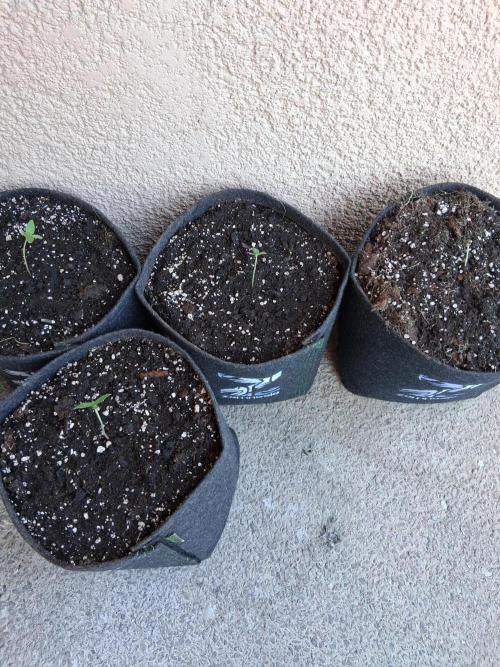 wurlz outdoor. Week 1