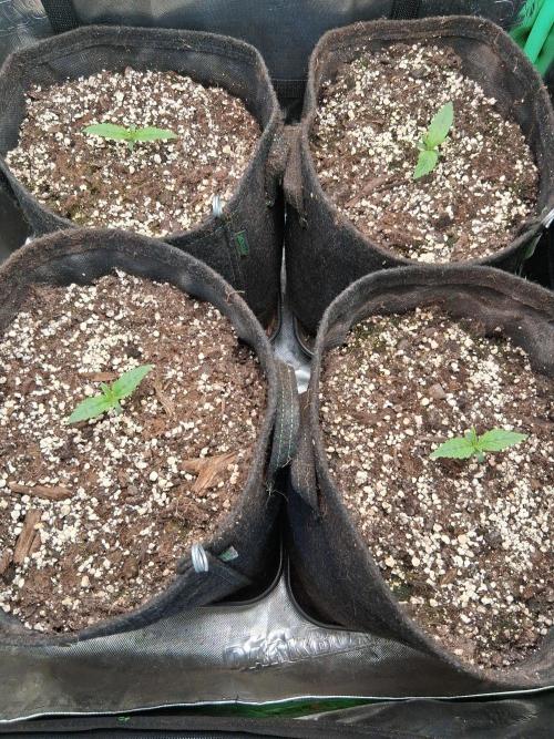 my sun of a peach. Week 1