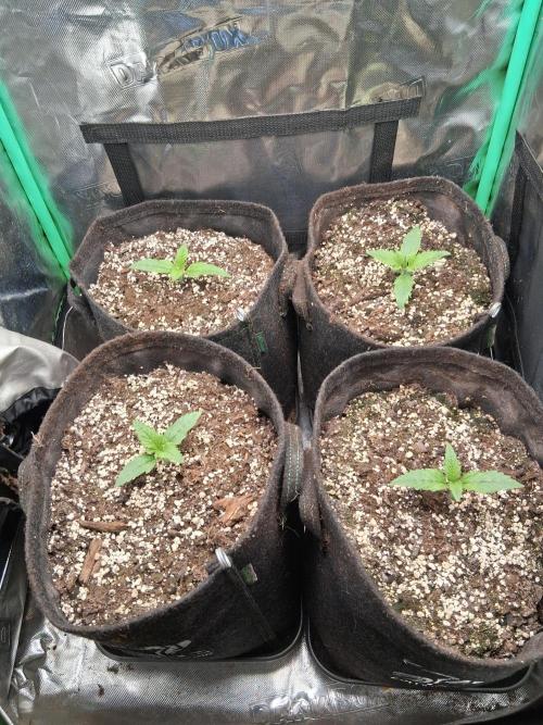 my sun of a peach. Week 1