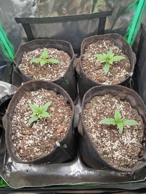 my sun of a peach. Week 1