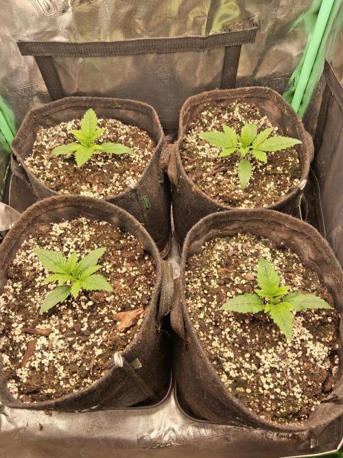 my sun of a peach. Week 1