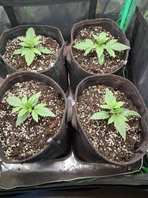 my sun of a peach. Week 1