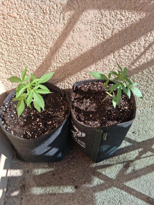 wurlz outdoor. Week 2