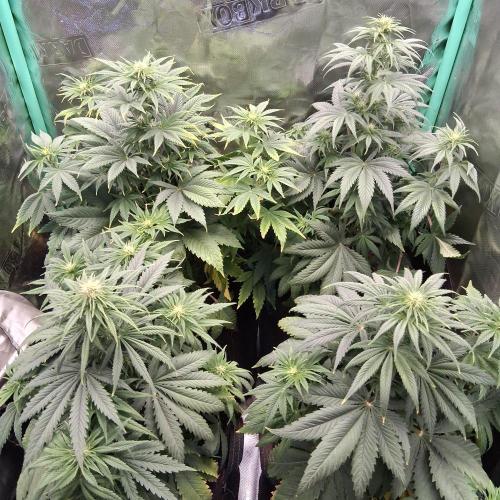 my sun of a peach. Week 5