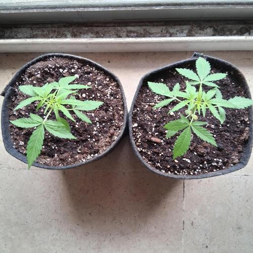 wurlz outdoor. Week 5
