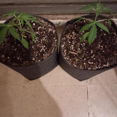 wurlz outdoor. Week 5