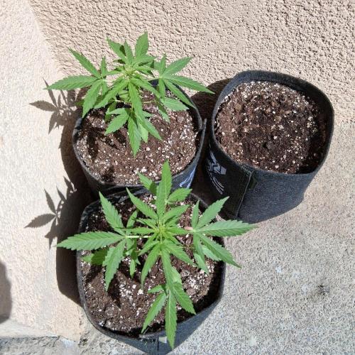 Wurlz F1 Automatic . Week 5
