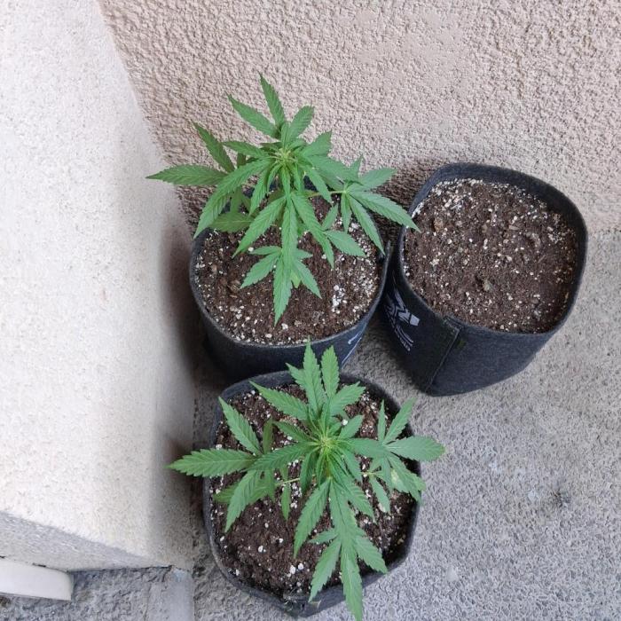 wurlz outdoor. Week 6