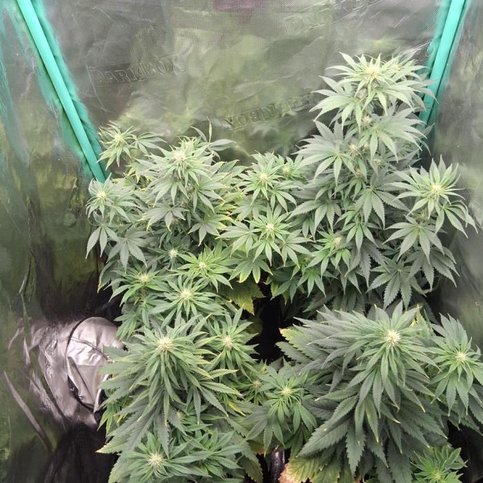 my sun of a peach. Week 6