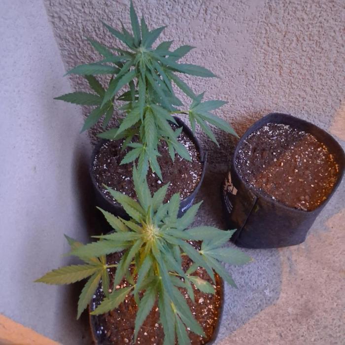 wurlz outdoor. Week 7