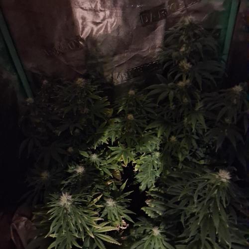 Sun of a Peach. Week 7