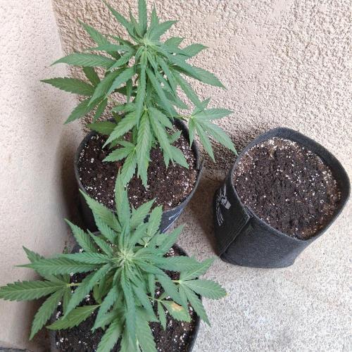 wurlz outdoor. Week 8 - Mercredi 