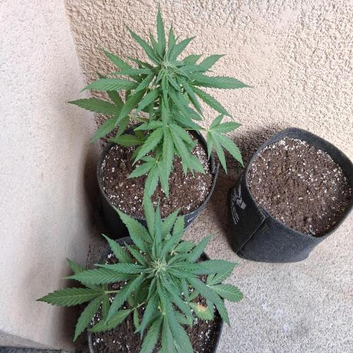 wurlz outdoor. Week 8 - Vendredi 