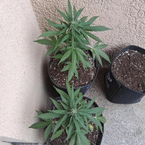 wurlz outdoor. Week 8 - Dimanche 