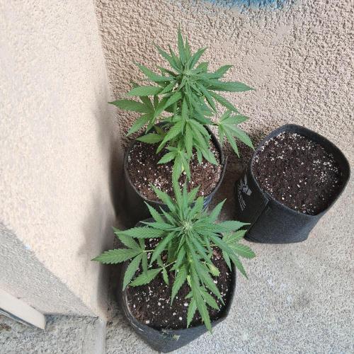 Wurlz F1 Automatic . Week 8