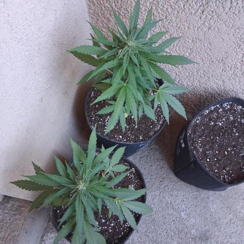 Wurlz F1 Automatic . Week 9