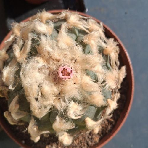 my sun of a peach. Week 10 - Big peuotl