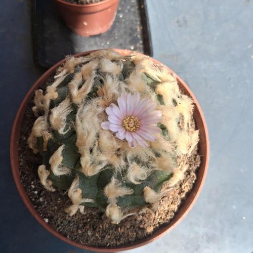 my sun of a peach. Week 10