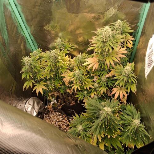 my sun of a peach. Week 10