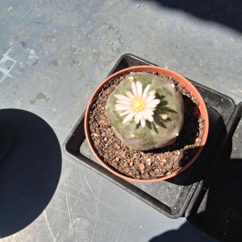 my sun of a peach. Week 10 - Middle peyotl