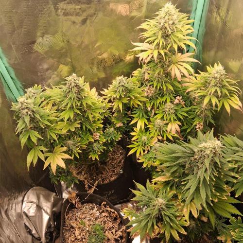 Sun of a Peach. Week 10