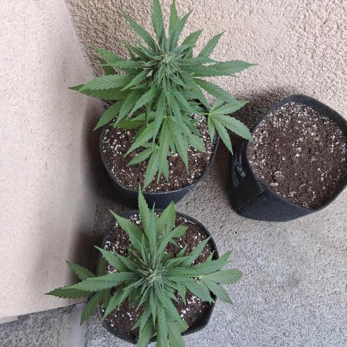 wurlz outdoor. Week 10 - Last friday