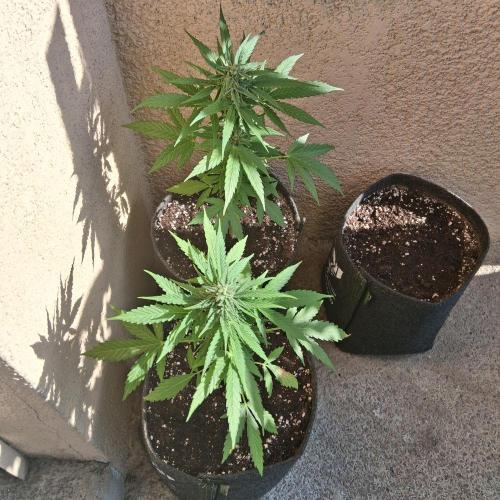 wurlz outdoor. Week 10