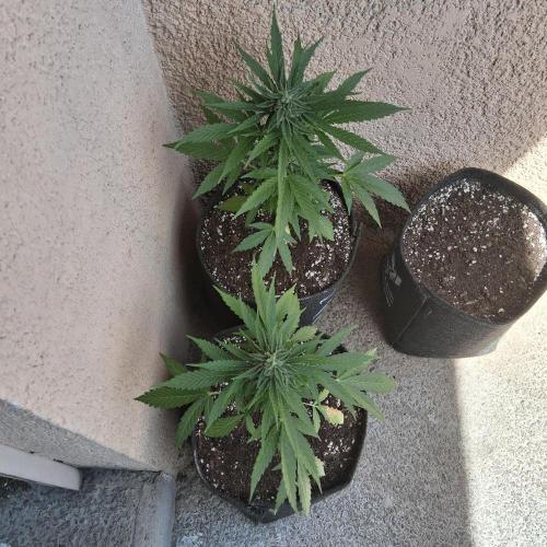 wurlz outdoor. Week 10