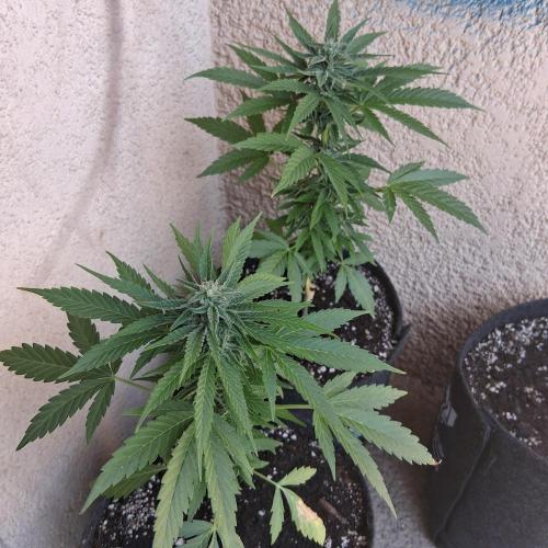 wurlz outdoor. Week 10