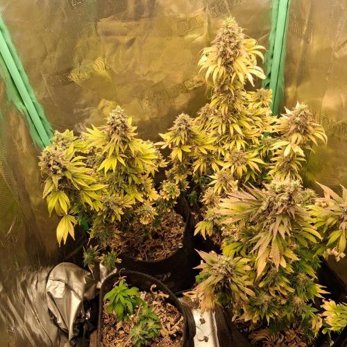 my sun of a peach. Week 12