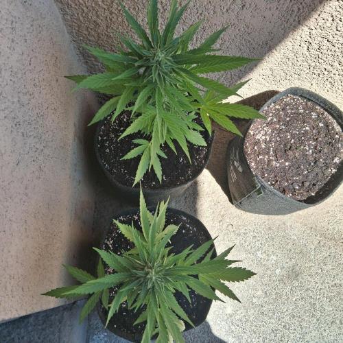 wurlz outdoor. Week 12