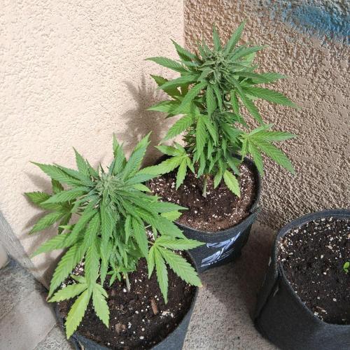 wurlz outdoor. Week 12