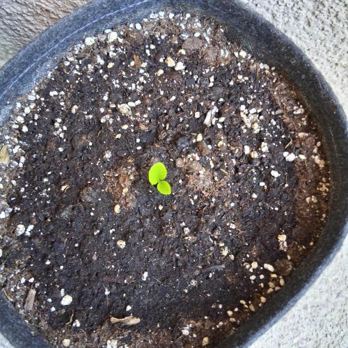 wurlz outdoor. Week 12