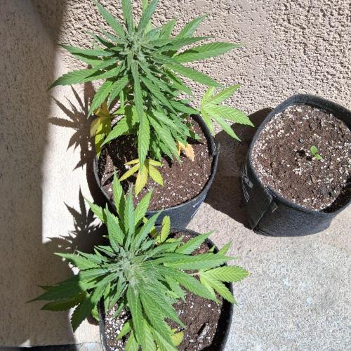wurlz outdoor. Week 12