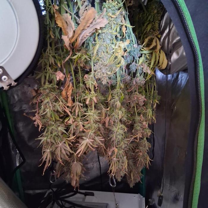 my sun of a peach. Week 13