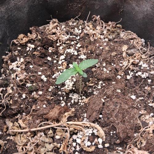 été 2026. Week 1