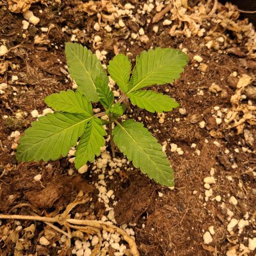 été 2026. Week 1