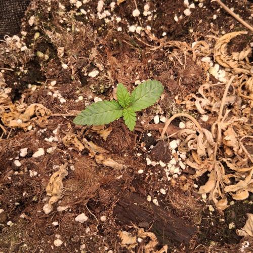 été 2026. Week 1