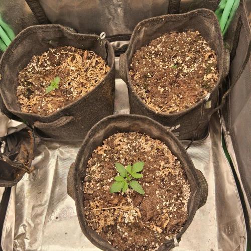 été 2026. Week 1