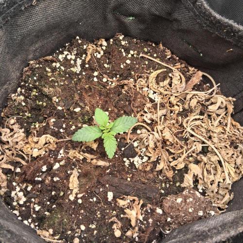 été 2026. Week 1