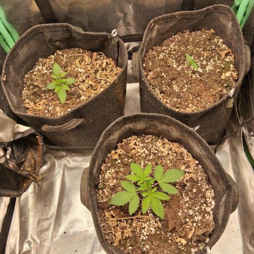 été 2026. Week 2